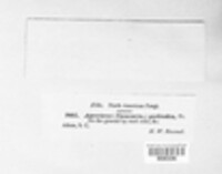 Agrocybe pediades image